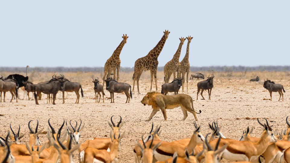 africa-1170179_960_720