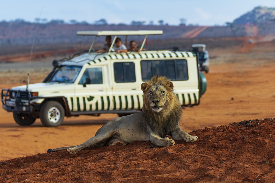 lion-3940977_960_720