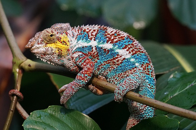 animals-1060608_640