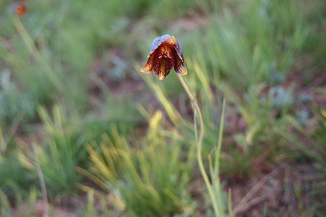 tulip-g935506cc0_640
