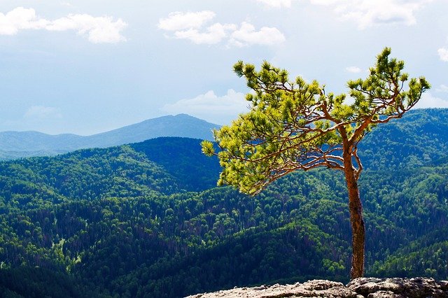 pine-gc3dd87ecc_640